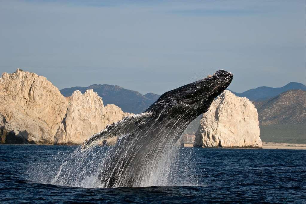 Park Hyatt Los Cabos At Cabo Del Sol Hotel กาโบซานลูกัส ภายนอก รูปภาพ